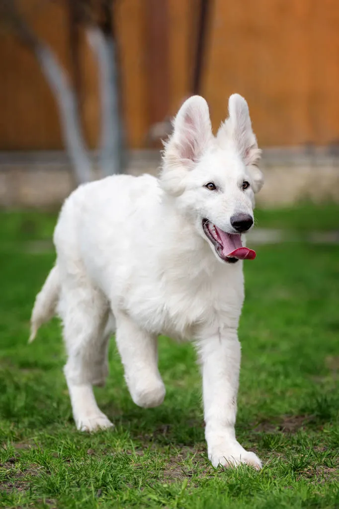 Berger Blanc Suisse. White german shepherd dog in grass -