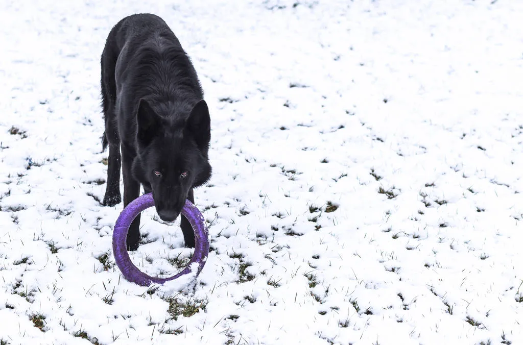 Black German shepherd plays with a puller in the snow
