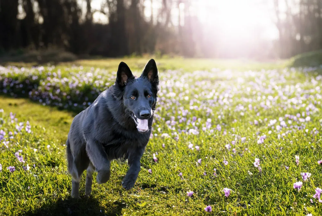 Black german shepherd running in the nature 