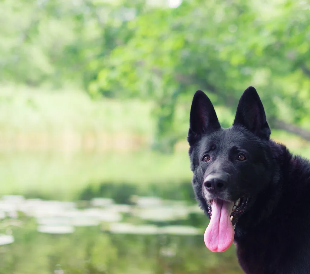 Black lab german shepherd outdoors