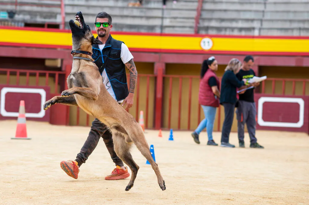 Brown nice Belgian shepherd dog jumping and enjoying playing with its trainer