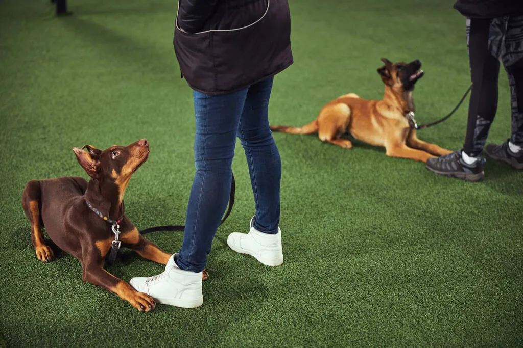 Calm obedient Doberman Pinscher and a German shepherd lying on the synthetic turf in front of trainers