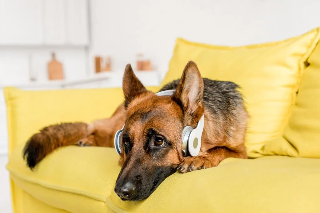 Cute German Shepherd in headphones lying on bright yellow couch in apartment