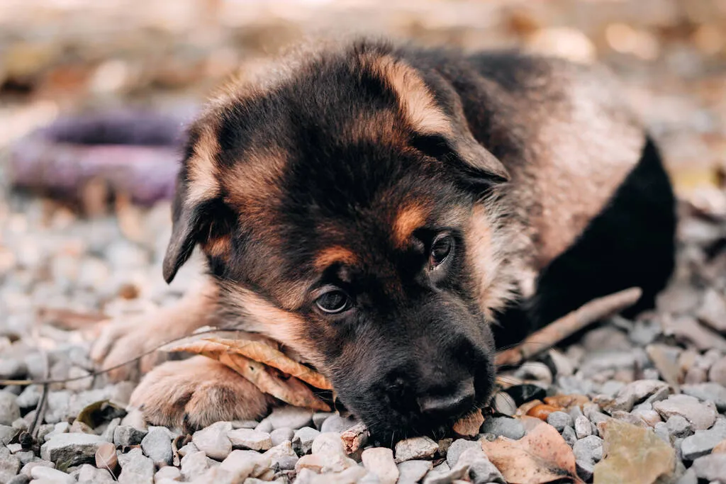 Red and Black German shepherd puppy playing in the nature