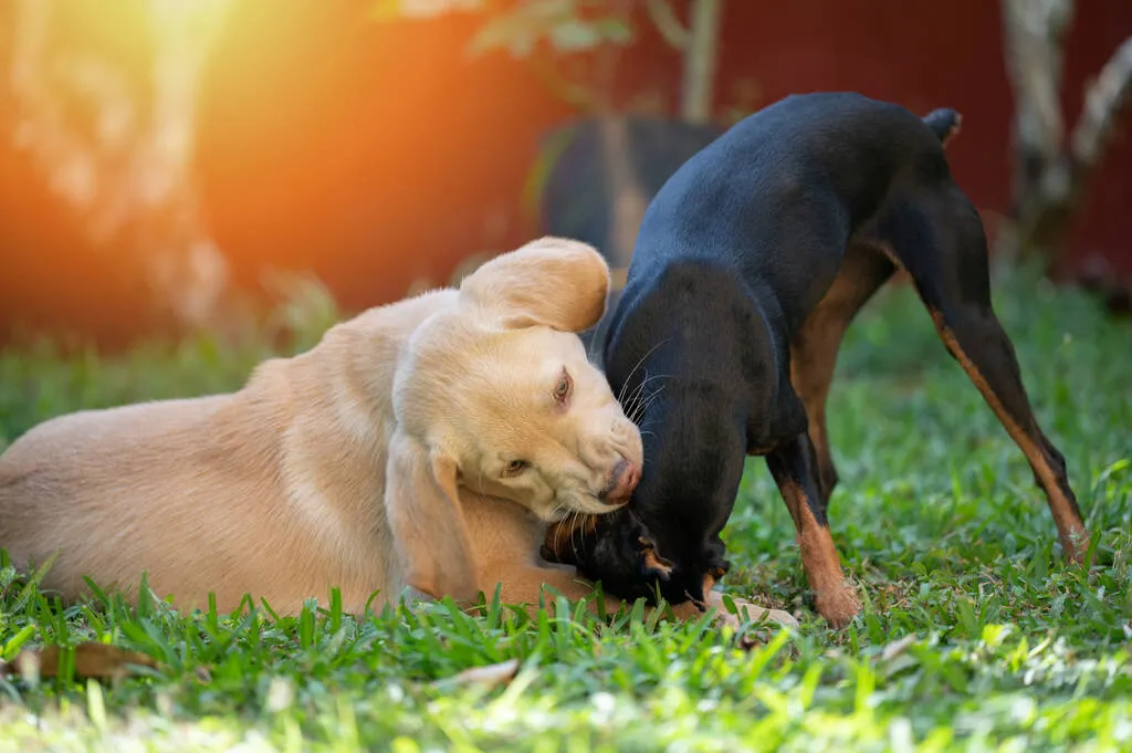 Doberman and labrador puppies playing on bright sunny day