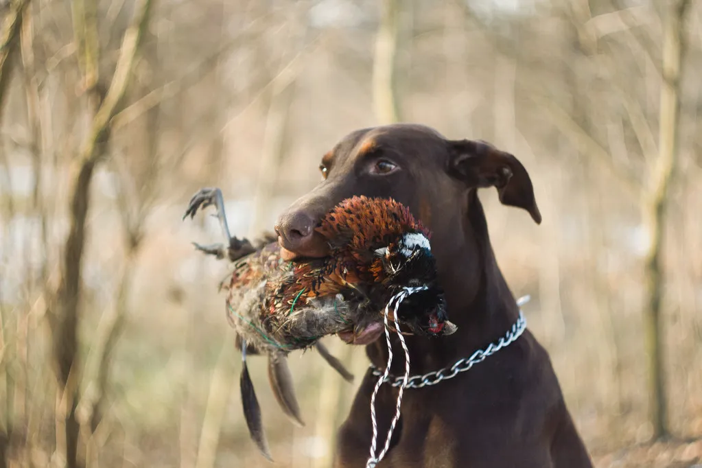 Doberman pinscher 