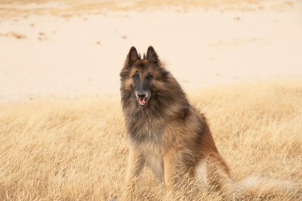 Dog, Belgian Shepherd Tervuren, sitting in heather grass for training