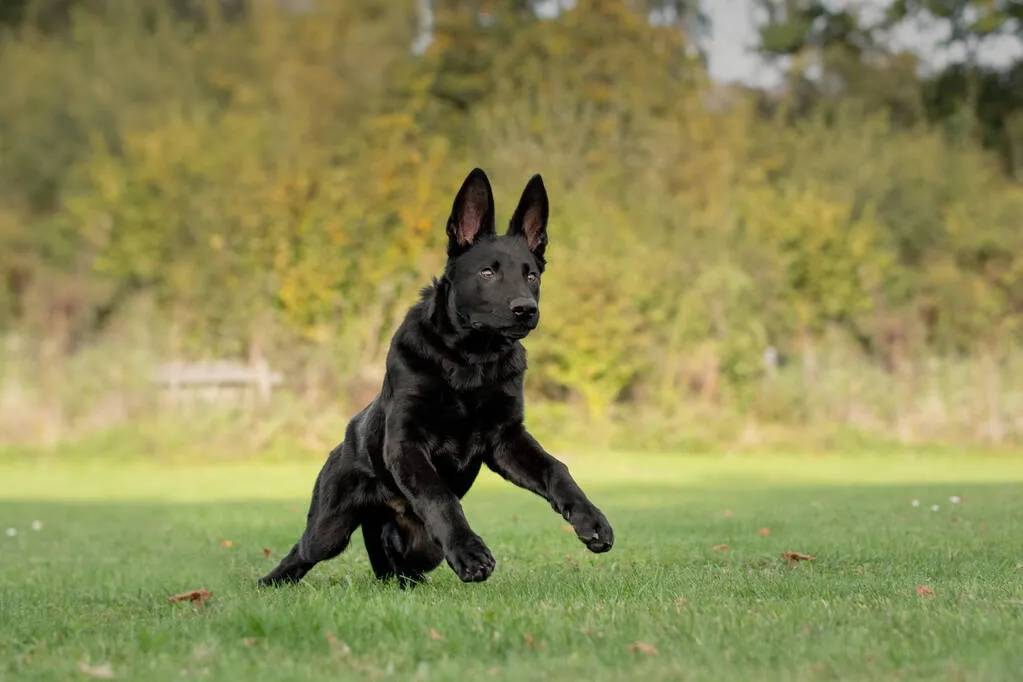 Dog, black German shepherd dog is running, jumps over a meadow