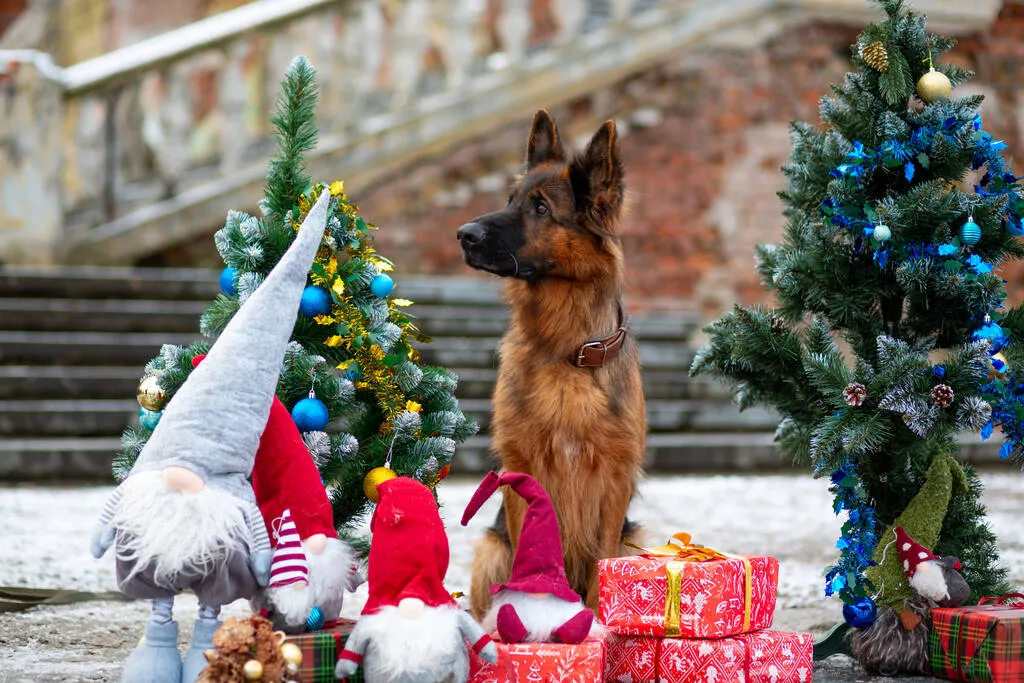 German Shepherd against the backdrop of a decorated New Year tree with gifts and gnomes in a city park 