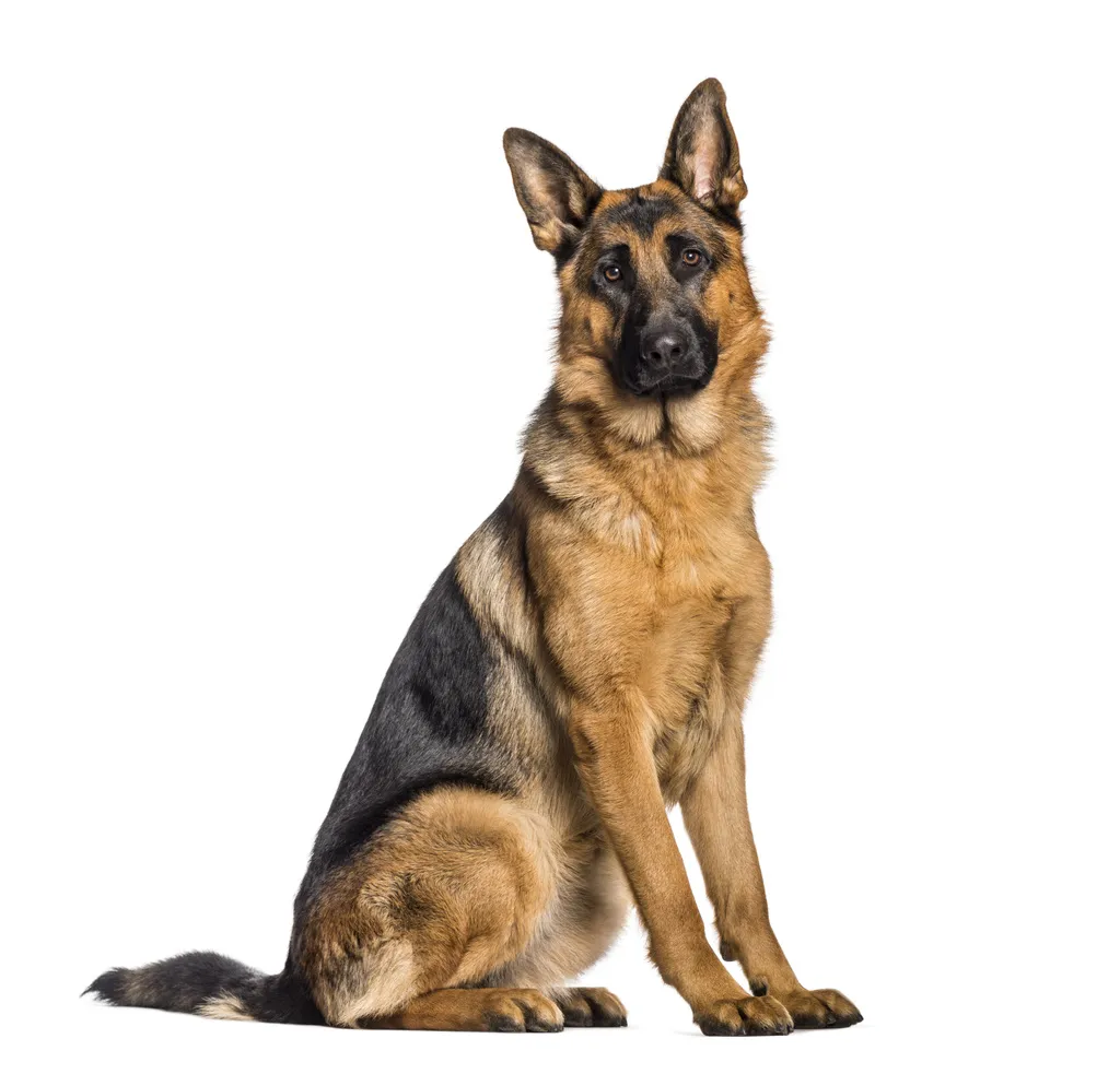 German Shepherd sitting in front of white background