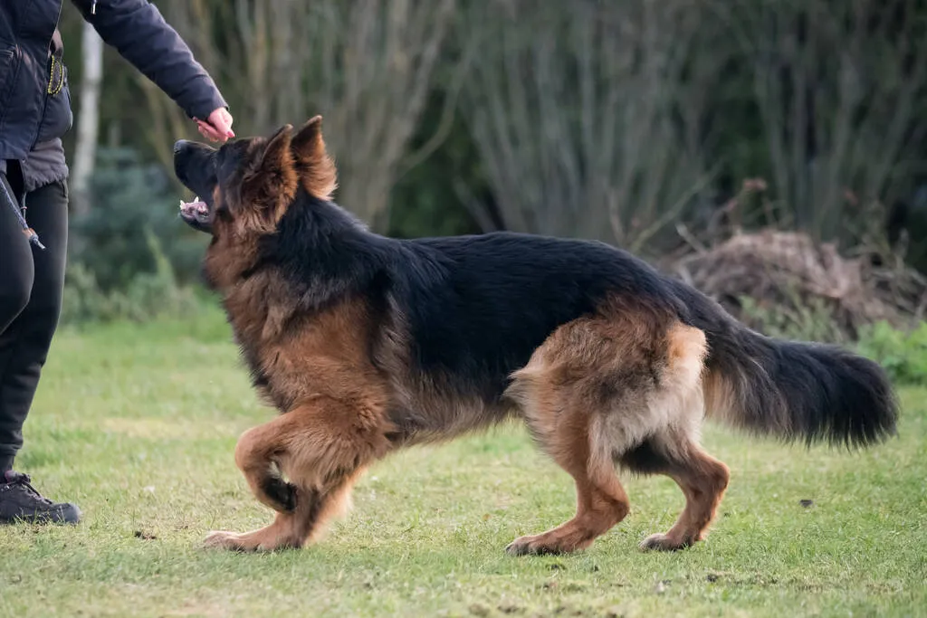 German shepherd dog is playing with owner in nature. Happy german shepherd running and jumping