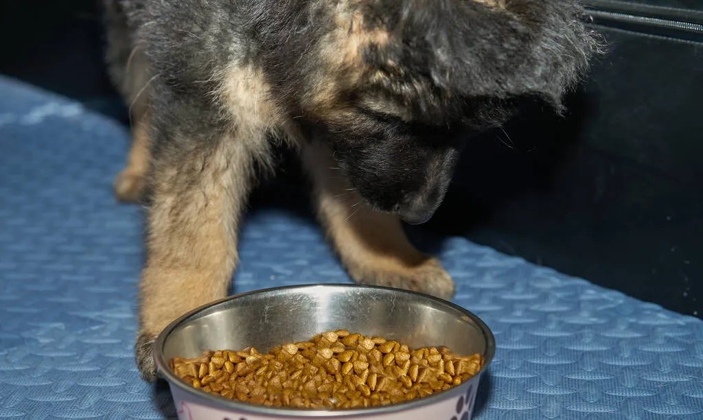 German shepherd dog puppy eating dog kibble food in bowl on floor