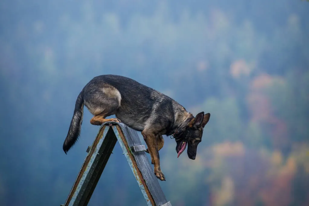 German shepherd jumps over an obstacle