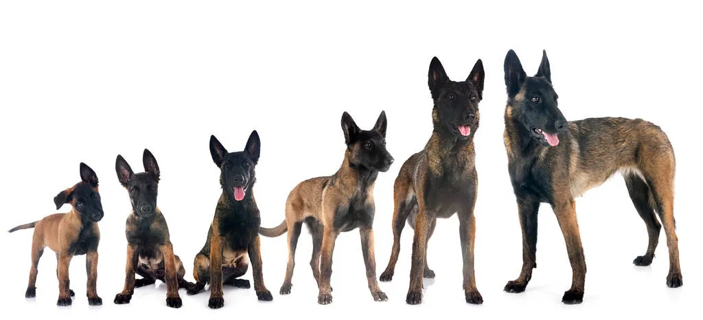 growth of belgian shepherd