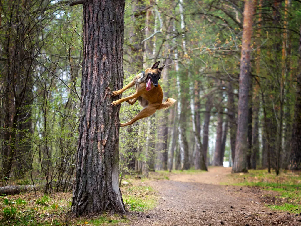 High jump Malinois dog breed with a support tree during a training session in the forest. High jumping and endless energy.