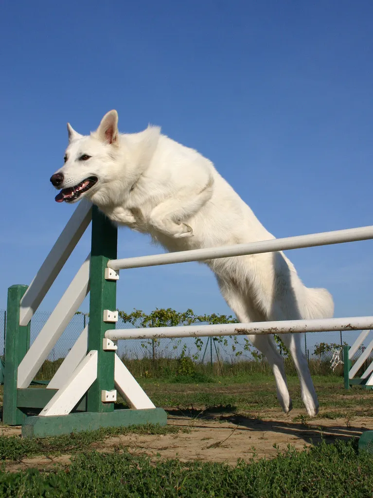 Jumping white german shepherd