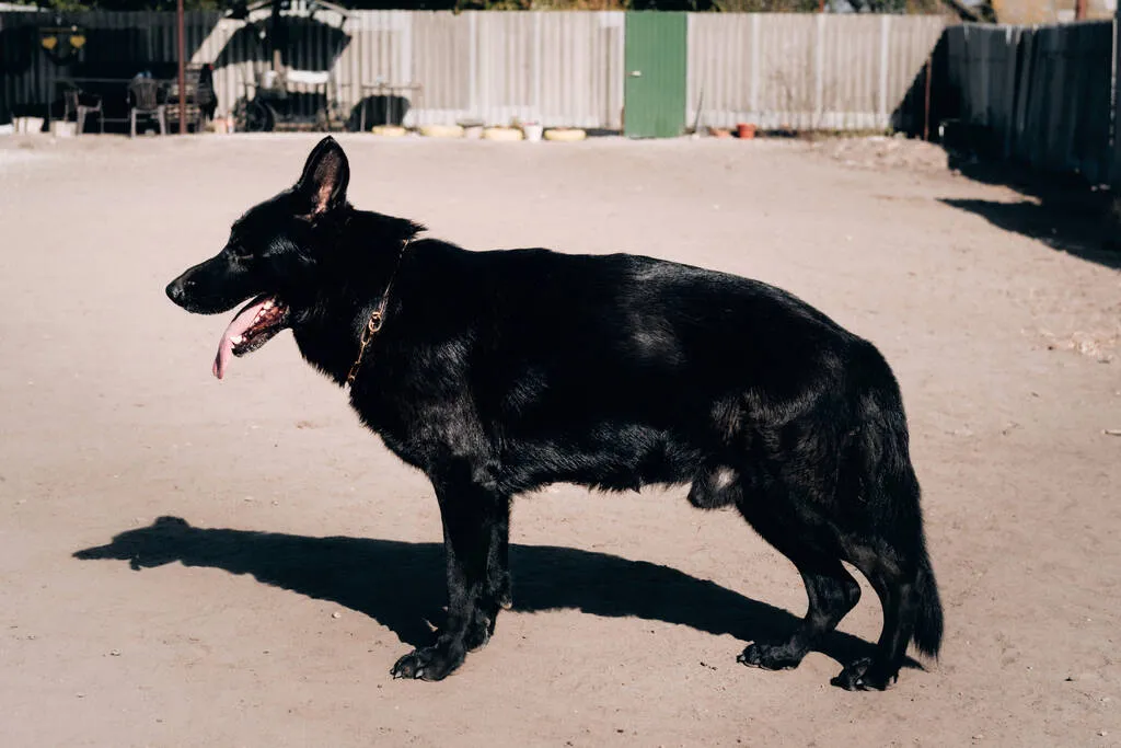 Male black German shepherd in the rack, side view. Charming big thoroughbred black dog with shiny iridescent shaggy hair