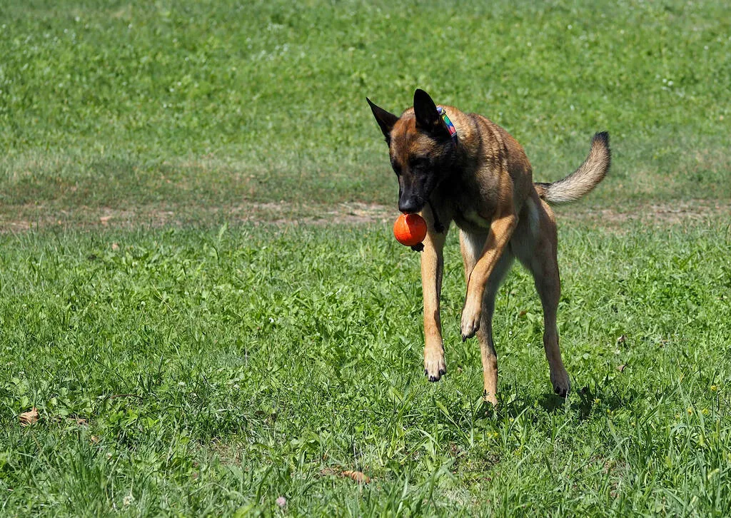 Malinois dog hazardously plays with ball on lawn