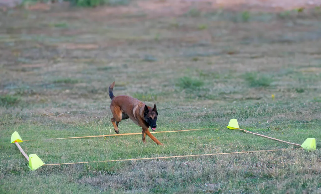 Malinois training for obedience discipline in the nature