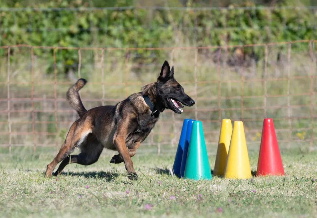 Malinois training for obedience discipline