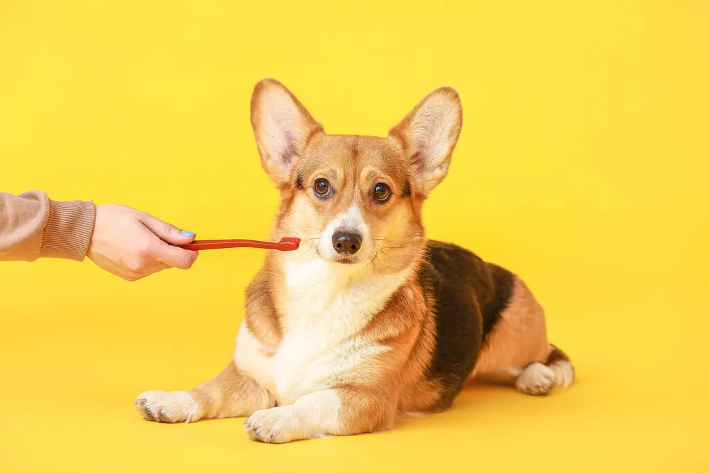 Owner brushing teeth of cute dog on color background