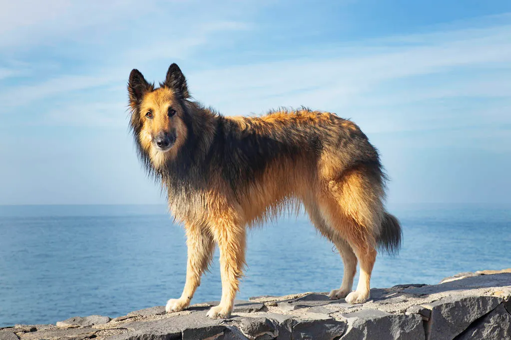 Poised Belgian Shepherd female Tervuren breed looking at the camera and standing on a rocky path or a fence, adorable pedigree dog or pet with a healthy and happy active lifestyle