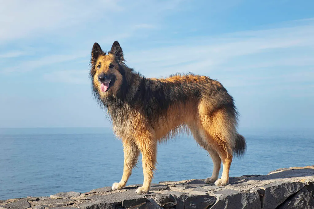 Poised Belgian Shepherd female Tervuren breed standing on a rocky path or a fence with the ocean or sea behind, adorable pedigree dog or lovely pet with a healthy and happy active lifestyle