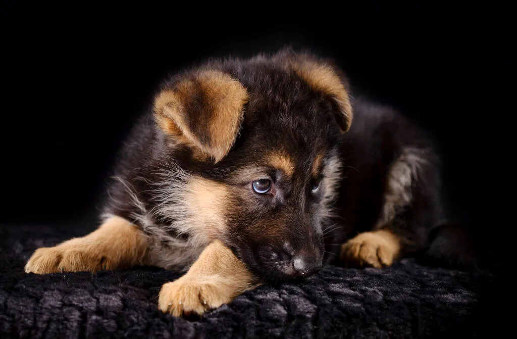 Portrait of a 7 week old german shepherd puppy head, black background.