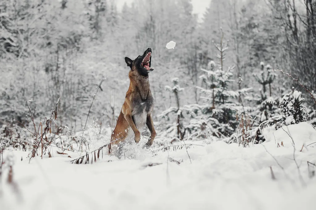 Portrait of a Belgian Shepherd Malinois