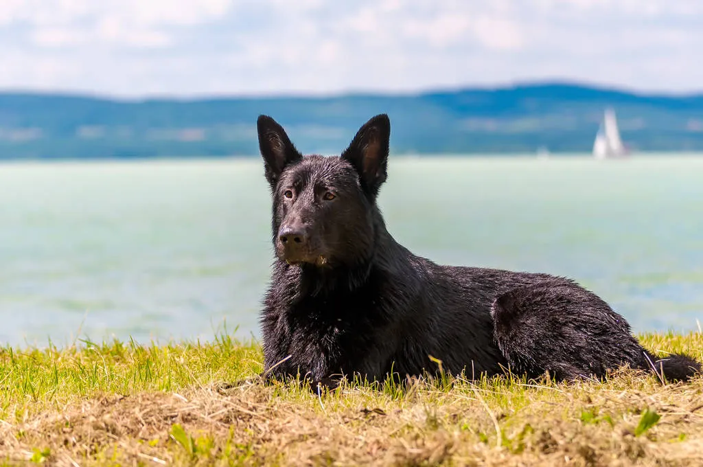 Portrait of a black german shepherd dog in front of the Balaton lake in Hungary, Europe on a summer day