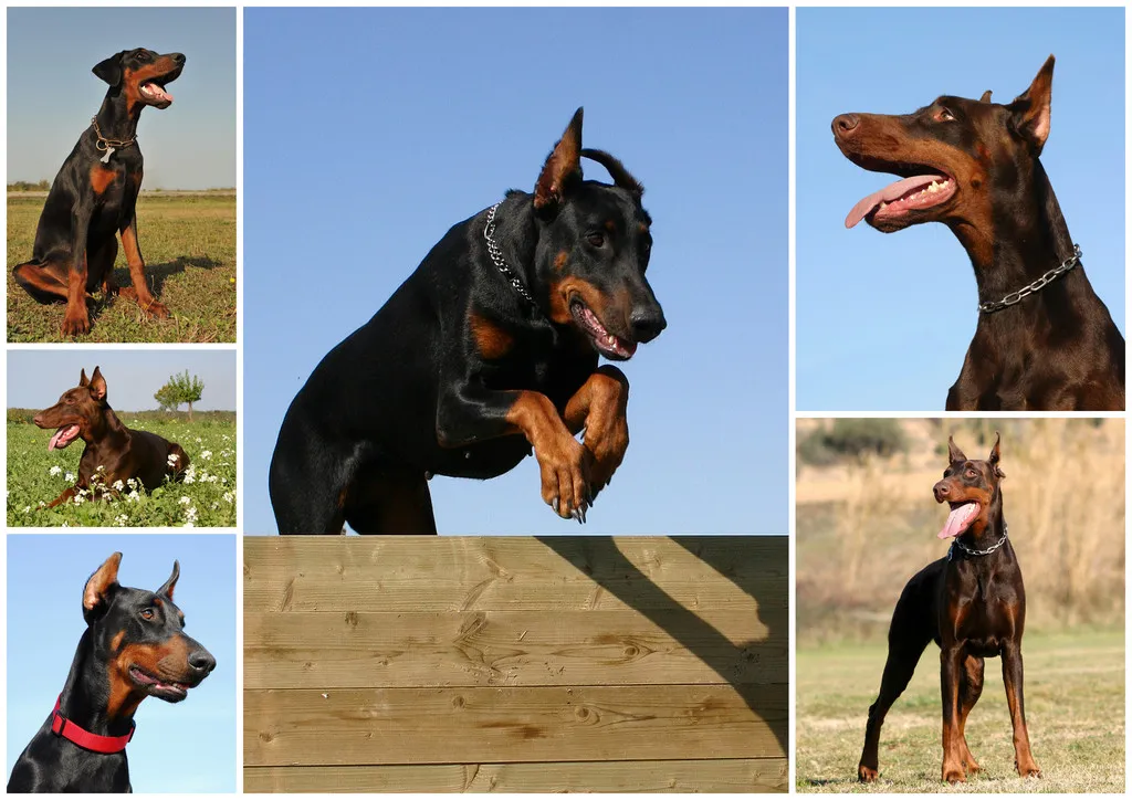 Portrait of a purebred doberman pinscher in the field or jumping dog