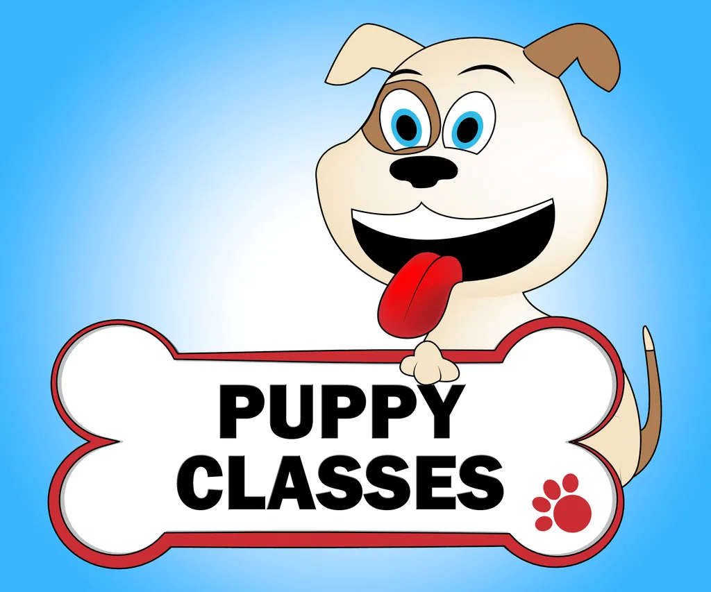 Puppy Classes Meaning Educated Classrooms And Pets