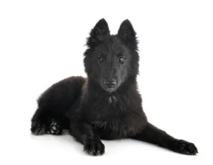 Puppy Groenendael dog in front of white background