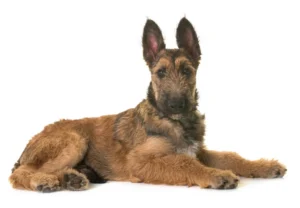 Puppy belgian shepherd laekenois