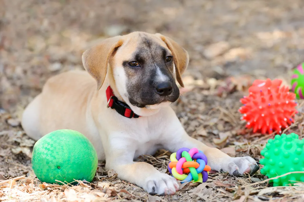 Puppy toys is a cute happy puppy outdoors surrounded by his toys.