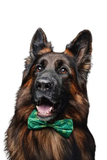 Shot of fashion sheepdog belgian tervuren breed with green bowtie