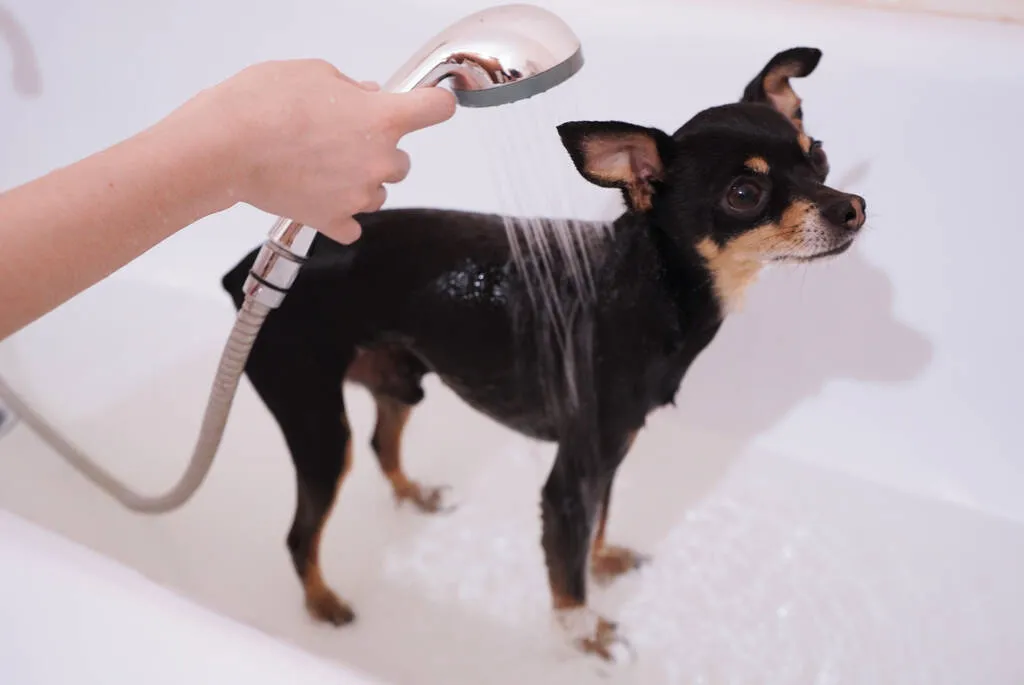 Small black dog Toy Terrier in the shower. Washing and caring for the dog.Close
