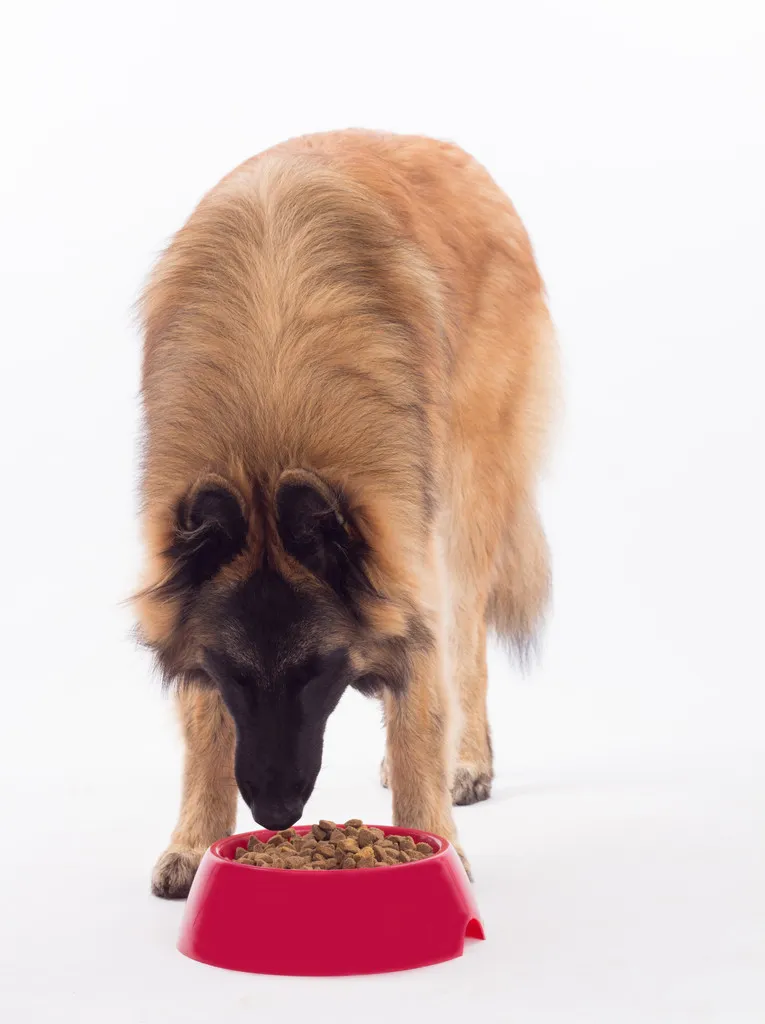 Tervuren dog, eating dog food in bowl, white studio background 