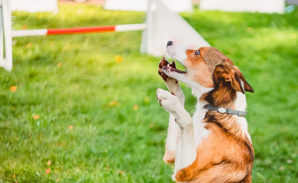 The dog covers his mouth with his front paw, the task at the competition 