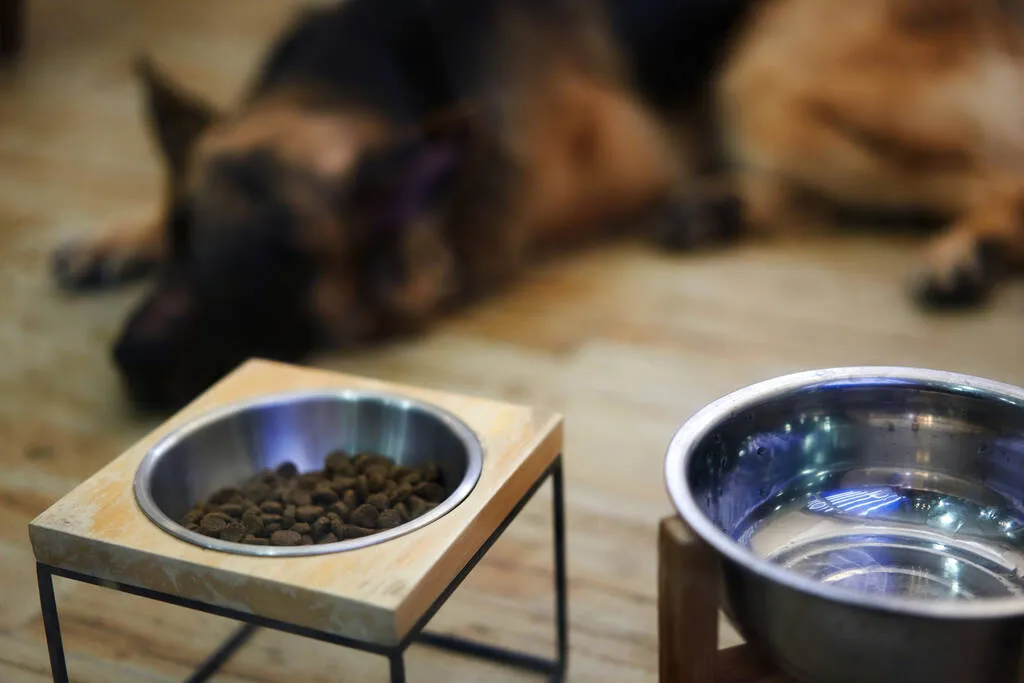 The dog food and water cup are placed on the stand. There is a dog lying in the background blu