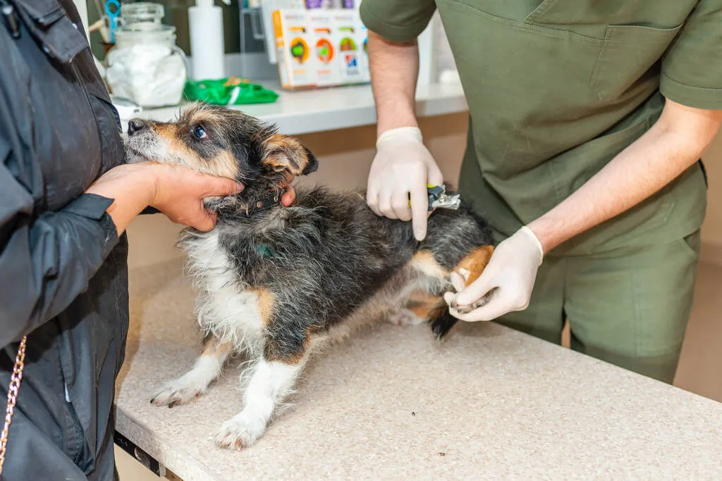 Trimming the nails of a small old dog at the veterinarian clinic