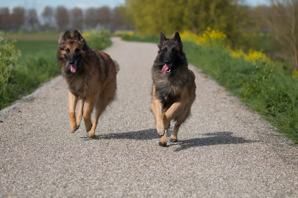 Two Belgian Shepherd Tervuren dogs running outside and doing his practice for security