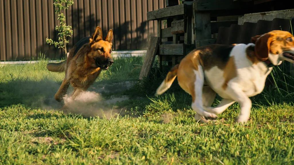 Two dogs fighting with each other. Agressive dogs. Dog attack. German shepherd 