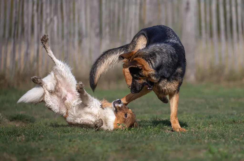 Very funny picture of German Shepard and Sheltie dogs playing in the grass and having fun