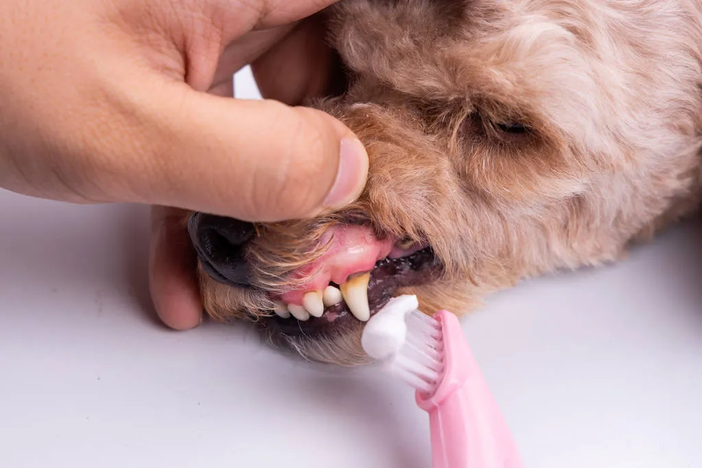 Vet brush pet dog teeth coated with plaque with toothpaste. Pet oral care important to prevent tooth loss