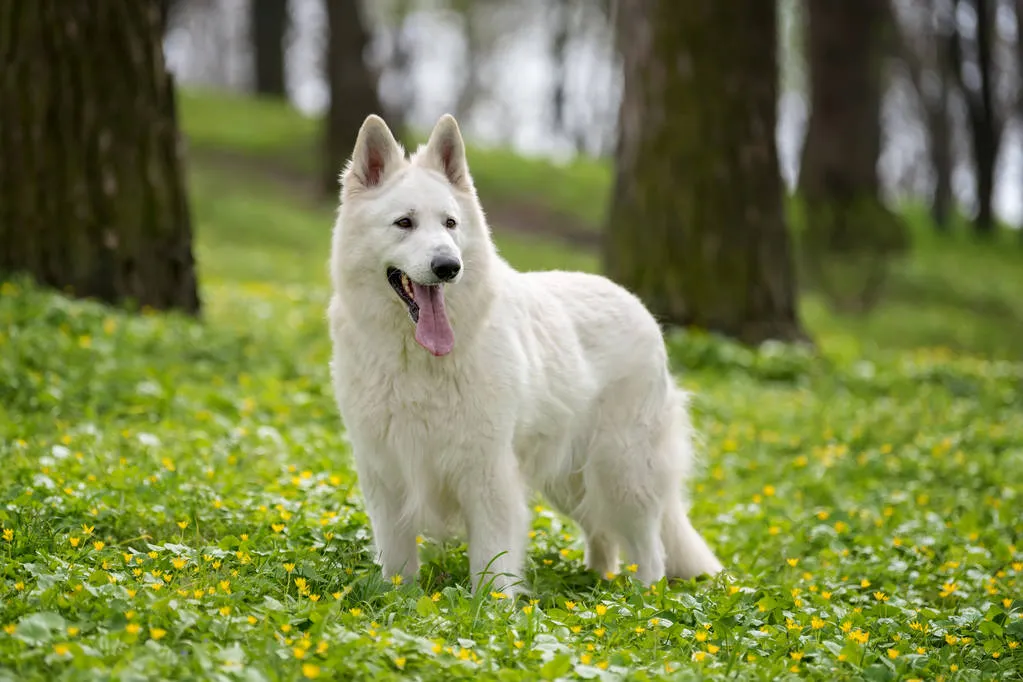 White german shepherd in the summer meadow