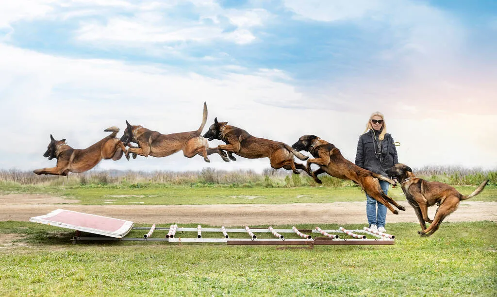 Young belgian shepherd training in the nature for security