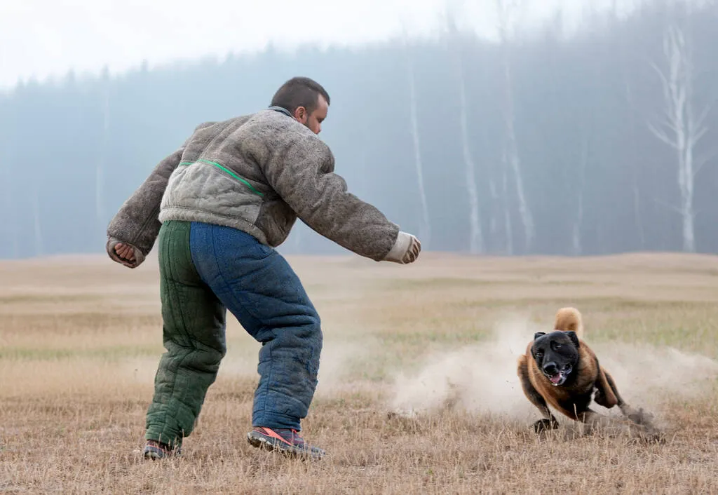 Young belgian shepherd training in the nature for security