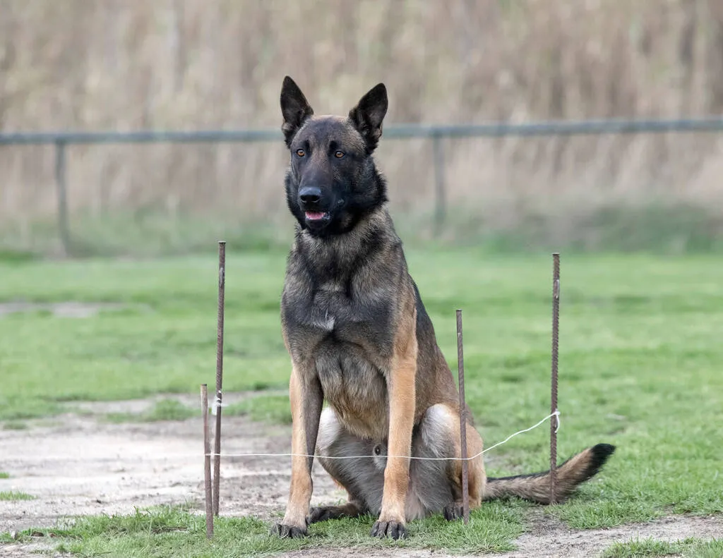 Young belgian shepherd training in the nature