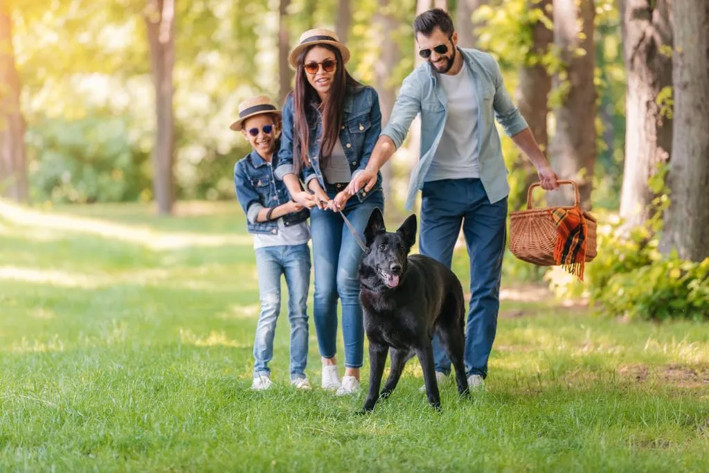 Young interracial family with picnic basket holding dog on leash in forest